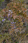 Japanese wisteria